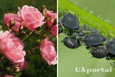 Чем защитить розы от тли: советы садоводов