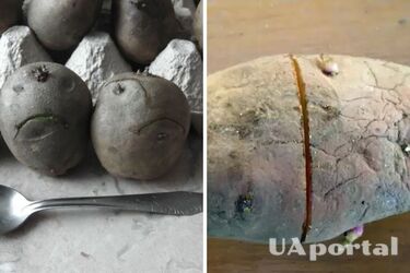 Зачем картофель надрезают перед посадкой на огороде