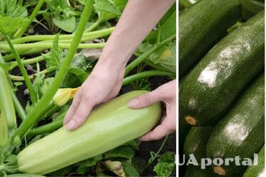 Як правильно поливати кабачки на городі