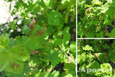 Чому листя смородини скручується та покривається виразками: як боротися