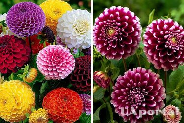 Теплий грунт та багато сонця: правила висаджування жоржини