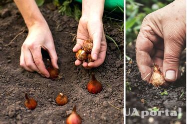 Каким боком надо сажать луковицы в землю