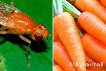 Нашатырный спирт и соленая вода: как бороться с морковной мухой
