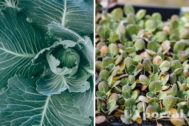 Как вырастить крупную и здоровую капусту - три совета по выращиванию капусты.