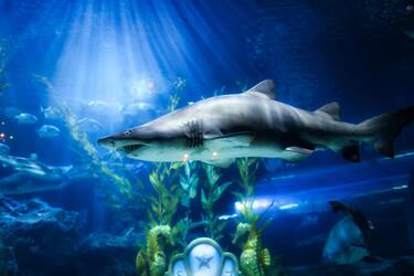 Косатки напали на большую белую акулу и съели ее печень: редкие кадры из Южной Африки попали на видео