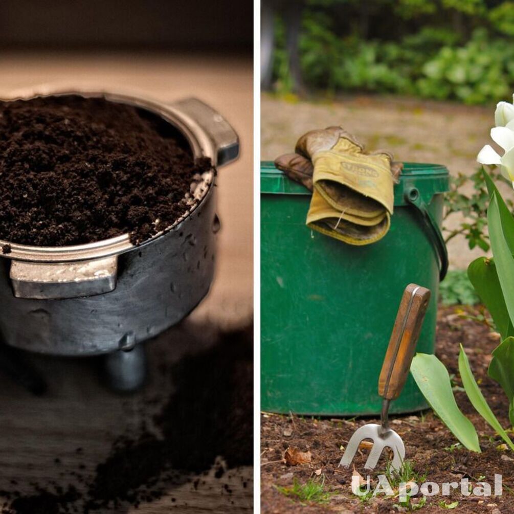 Coffee grounds and green tea: how to feed plants in the garden