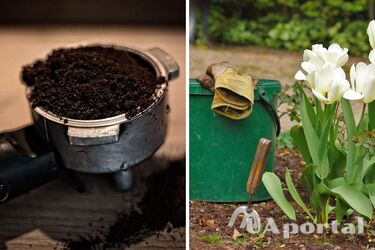 Coffee grounds and green tea: how to feed plants in the garden