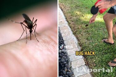Як відлякати комарів за допомогою кавової гущі