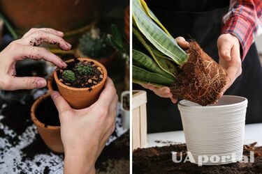 When to repot a houseplant