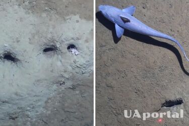 Тайна отверстий на дне Берингового моря: ученые нашли ответ