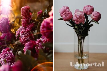 Як виростити пишні півонії - секрети догляду півонії