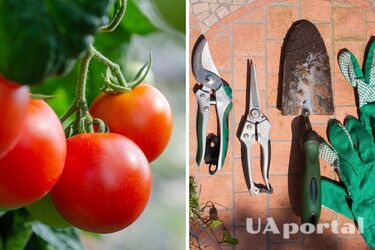 Дозріватимуть швидше: садівники назвали найкращі методи обрізки томатів