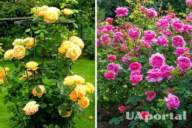 Як удобрювати троянди настоєм із бананової шкірки