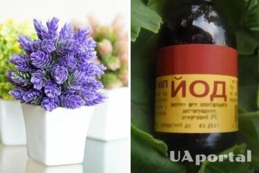 Будут быстро расти и не болеть – как применять йод для подкормки растений