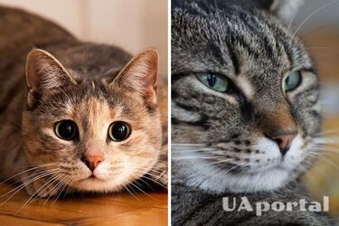 Всматривается в пустоту и шипит: как кот указывает на негатив в доме