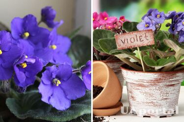 Чому не можна тримати вдома фіалки
