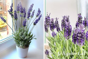 Як вирощувати та доглядати за лавандою в горщиках