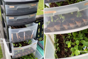 Як зробити вертикальну міні теплицю із пластикових контейнерів