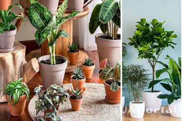 Почему дома следует держать комнатные растения