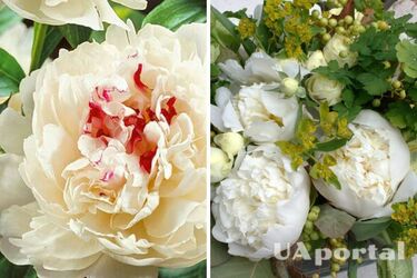 Хлеб и селитра: топ-3 лучшие удобрения для пионов, чтобы цвели пышно