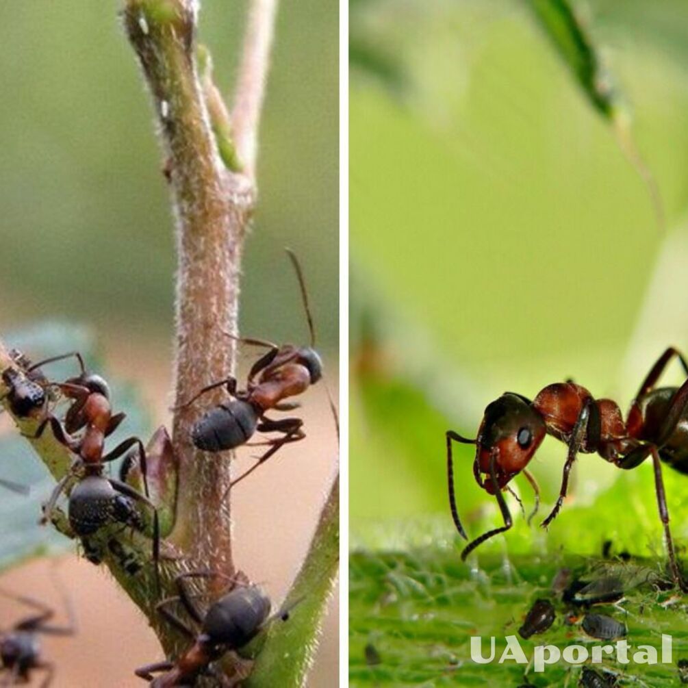 How to easily get rid of ants in a summer cottage with one spice: a simple life hack