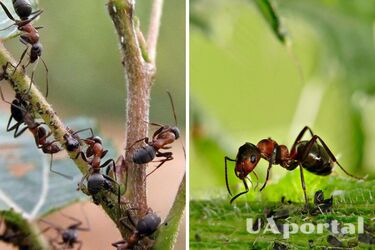 Як позбутися мурах на дачі