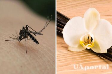 Як приготувати дієвий засіб від комарів для тіла та дому