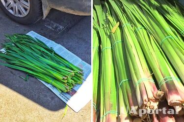 Що робити з лепехою та зіллям після Трійці