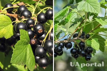 Сульфат калия и аммиачная селитра: топ-3 лучшие удобрения для большого урожая смородины