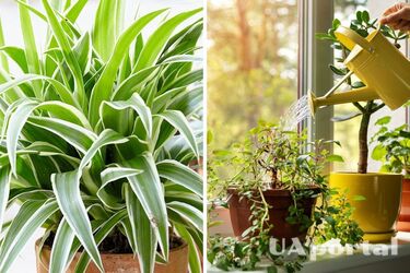 Как определить достаточно ли воды и солнечного света получают комнатные растения