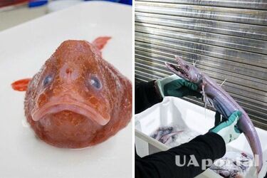 Scientists find new deep-sea organisms on the seabed: they look creepy