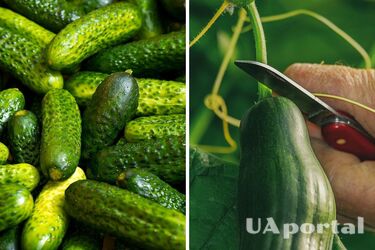 Что сделать, чтобы огурцы давали плоды до поздней осени: секреты дачников