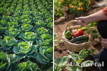 Як підживити цибулю, капусту, кріп, редиску, перець та огірки за копійки - як підгодувати овочі та зелень