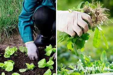 Посевный календарь на июнь: какие работы нужно проводить на огороде