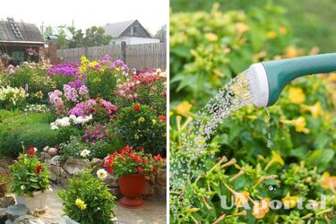 Удобрение для цветов – чем подкармливать цветы в саду