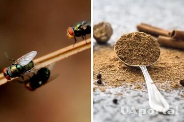 Как выгнать насекомых из дома – действенный инсектицид без химии от насекомых – средство против мух, муравьев, тараканов и пауков