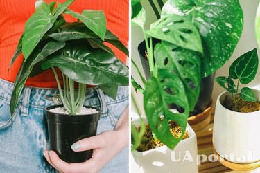What indoor plants should not be accepted as gifts and why - folk signs of Ukrainians