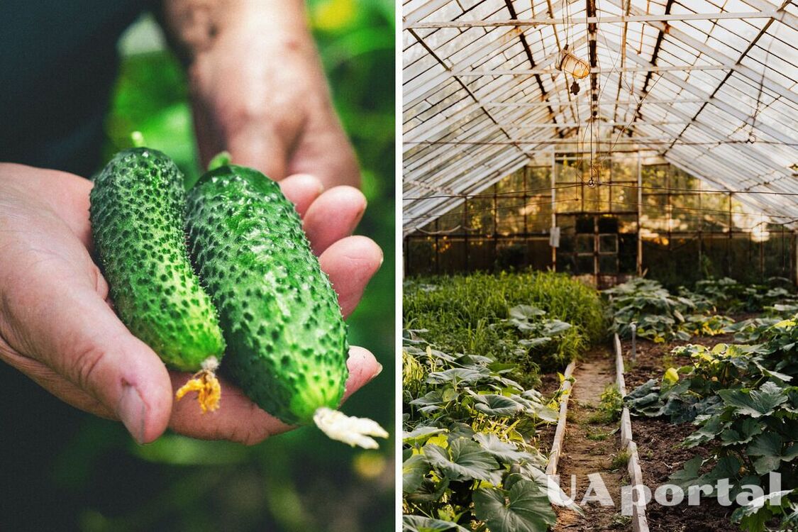 Four gross mistakes that will ruin a cucumber crop