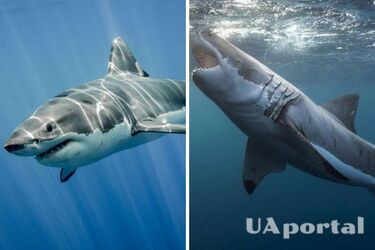 Чудом выжил: ужасная история нападения двух акул на подростка Южной Африке