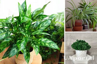 Які кімнатні рослини можна садити в горщики без дренажу?