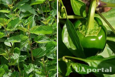 Понадобится крапива: дачники поделились рецептом подкормки для сладкого перца.