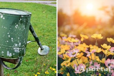 Садоводы рассказали, как правильно выращивать растения на солнечной стороне