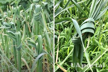 Зачем завязывать чеснок в узел