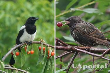 Как отпугнуть птиц от вишни и черешни