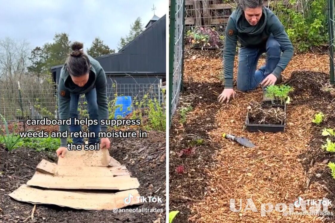Навіщо досвідчені садівники використовують на грядках картон: відео-лайфхак