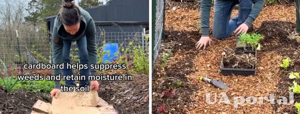 Зачем опытные садоводы используют на грядках картон: видео-лайфхак