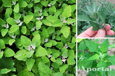 Улучшает пищеварение и богата витаминами: рецепты вкусных блюд из сорняка лободы