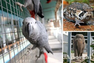 Which animals in the zoo are happy to see people who have a negative attitude towards visitors