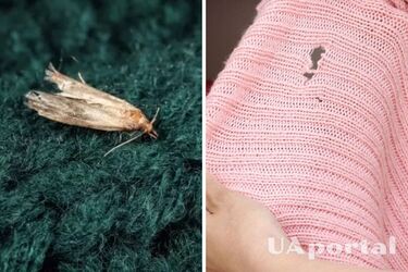 Как избавиться от моли в доме