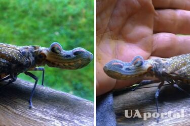 Глава аллигатора, а крылья бабочки: странное насекомое заметили в США (видео)